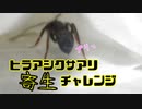 【ありの飼育記#150】ヒラアシクサアリ寄生チャレンジ【前編】