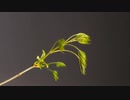 【YouTube不適切認定動画】#0514000億匹のバッタが雲南省に到達/超限戦？発熱CCTV記者がトランプの記者会見に！/遼寧省にも隔離施設2カ所建設！