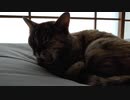 Futon is    おふとんは