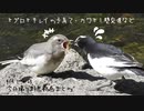 4月14日今日撮り野鳥動画まとめ　セグロセキレイの雛・子育て。カワセミ営巣壁激突