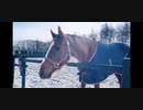 引退競走馬達のVlog