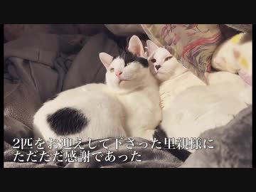 牛柄コネコチャンズ、幸せへと巣立ちの時