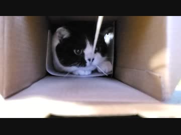 猫を釣ってみた