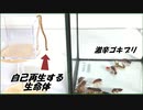 「自己再生能力を持つ生命体」をゴキブリに与えたら・・・。