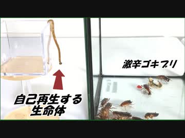 「自己再生能力を持つ生命体」をゴキブリに与えたら・・・。