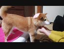 豆柴そらのマスク作ってみました