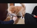 ブラッシングが気に入らない豆柴そら