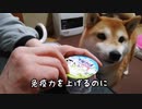 豆柴そらがヨーグルトを食べてるとこ