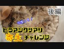 【ありの飼育記#151】ヒラアシクサアリ寄生チャレンジ【後編】
