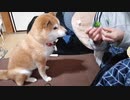 豆柴そらさん、ブロッコリー大好きです