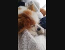 まったりするワンコ（パピヨン）5