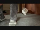 おばあちゃんとネコ　その１