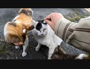 野良猫たちに桜の花びら