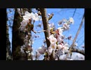 Nikon　D1　桜