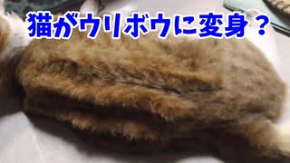 猫がウリボウに変身しました。