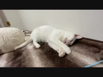 ウチューネコチャン、突然に猫を放棄する