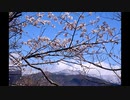 Nikon　D1X　桜