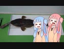 琴葉姉妹と楽しく釣っておいしく食べて　～その２　東京湾のマゴチ編～【VOICEROIDフィッシング】　