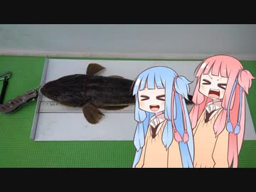 琴葉姉妹と楽しく釣っておいしく食べて　～その２　東京湾のマゴチ編～【VOICEROIDフィッシング】　