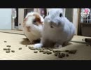 【うさモル動画】一緒に食事するモルモットと子うさぎ【子うさぎ動画】