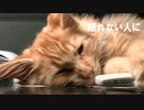 【ねむれない人に】改作・グリム童話「赤ずきん」りっちゃん 小説朗読（作：神野守）
