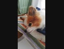 うちのワンコ（パピヨン）の横顔