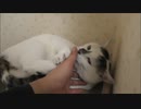 尻尾をさわられて大興奮してしまう猫