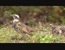 20200416野鳥観察