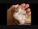【ハムスター】さらちゃんのさらさら活動日記その16
