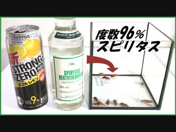 アルコール度数96％の「スピリタス」をゴキブリに与えたら・・・。