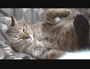 うんざりのタタルさん　＃163