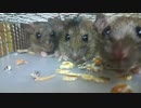 迫り、喰らい、逃げない……だとっ！？