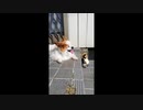 気持ちよさそうに日向ぼっこするワンコ（パピヨン）
