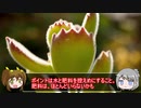【ゆるふわ植物日記#6】緑亀の卵と熊童子【多肉植物】