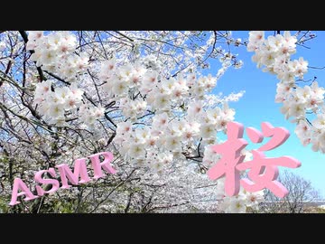 「ASMR」イヤホン推奨！立体音響！春の風を聞きながらお花見♪桜の木が風でなびく癒しの時間♪小鳥の鳴き声♪