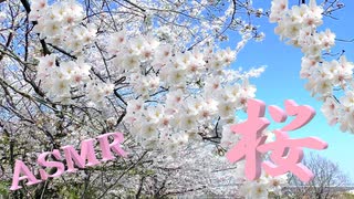 「ASMR」イヤホン推奨！立体音響！春の風を聞きながらお花見♪桜の木が風でなびく癒しの時間♪小鳥の鳴き声♪