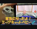 【新しい家族】ミーアキャットの赤ちゃんが初日から甘えん坊過ぎて悶絶！