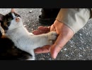 尻尾触ったら少し怒る表情が可愛い野良猫