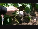 陰キャの【家庭菜園】3年目　その1