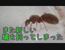 【ありの飼育記#157】カワラケアリを新しく飼育していきます　We will continue to breed the Lasius sakagamii