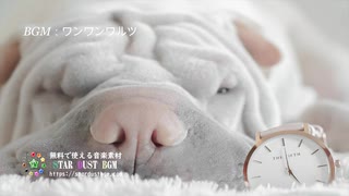 【フリーBGM素材】楽しいクラリネットの楽曲「ワンワンワルツ」無料音楽 - STAR DUST BGM