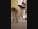 飼い主が食事の準備をしているのをソワソワしながら待つワンコ（パピヨン）