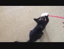 ねこじゃらしで遊ぶ子猫あずき