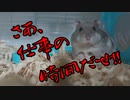 必殺仕事人(人ではなくハムスター)The Worker. #38【ハムスター物語 】