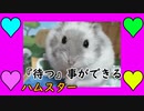 うちのペットが可愛い過ぎてつらい件 I'm in trouble because my pet is so cute. #40【ハムスター物語】