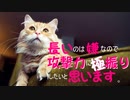 【MTGアリーナ】地雷デッキ研究室　第１１回【ぬこぱんち】