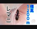 【ありの飼育記#159】標高1200ｍの高山帯の蟻探索でレア種の女王アリ見つけた　Found a rare queen ant