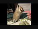 ホモと見るゴMNT兄貴がいいねしてる画像動画