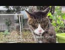 窓際の死闘！首輪付き猫VS人間(+召喚獣)