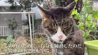 窓際の死闘！首輪付き猫VS人間(+召喚獣)